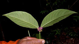 Image of Psychotria platypoda DC.