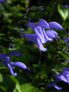 Image of Salvia coerulea Benth.