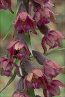 Image of Helleborine