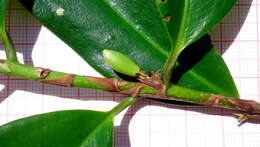 Image of Erythroxylum nobile O. E. Schulz