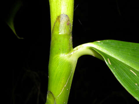 Image of Costus plicatus Maas