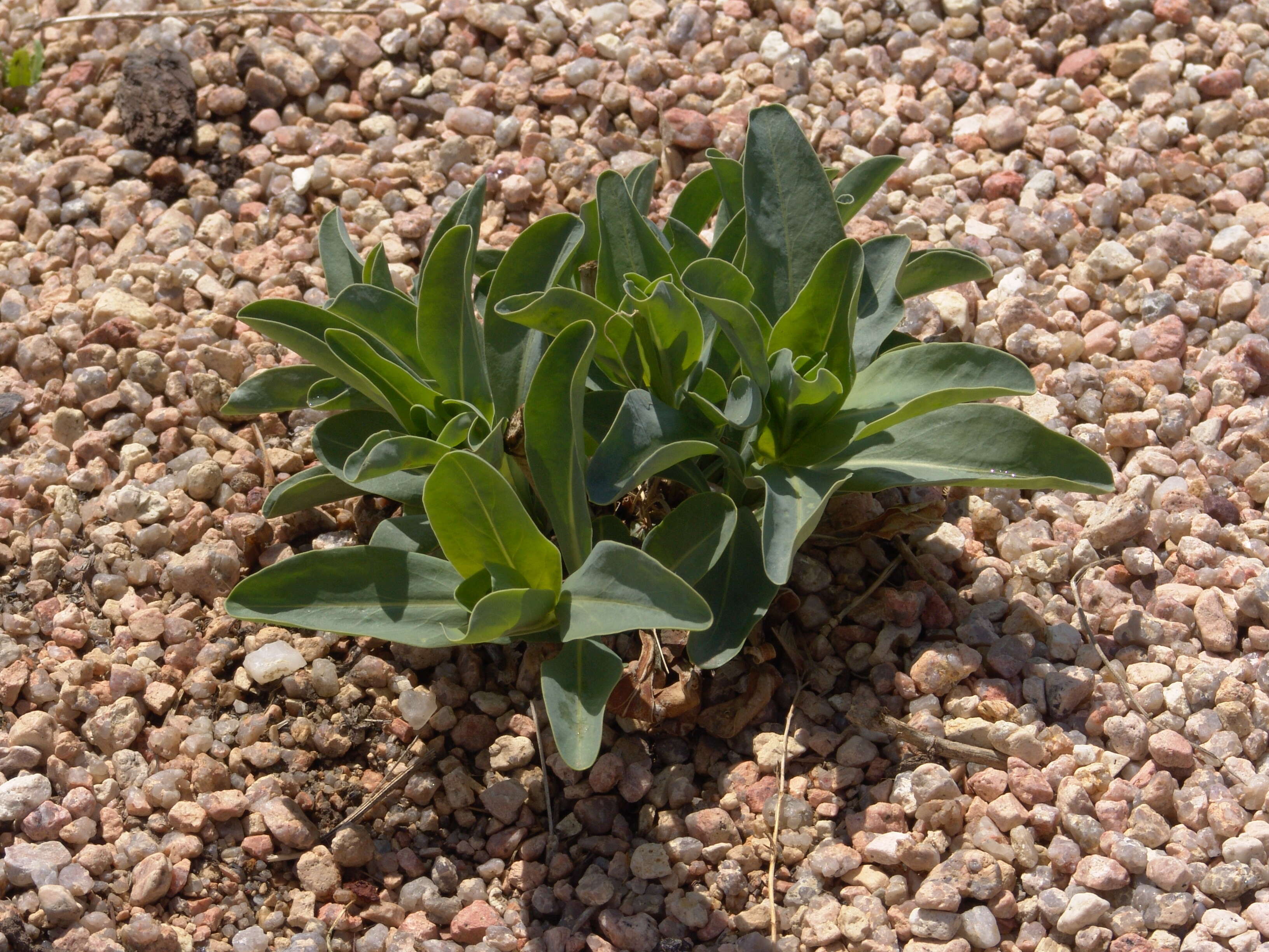 Image of swamp verbena