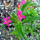 Image of Collomia biflora (Ruiz & Pav.) A. Brand
