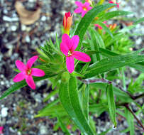 صورة Collomia biflora (Ruiz & Pav.) A. Brand