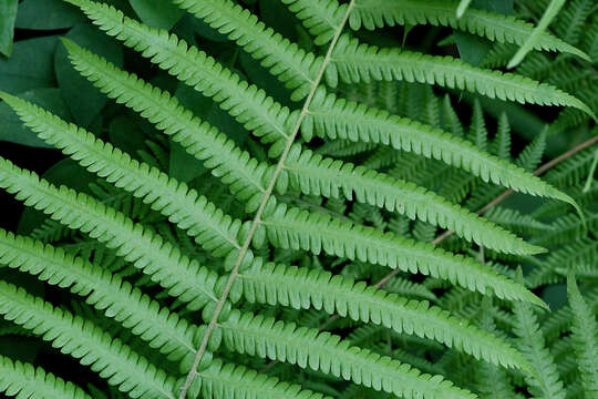 Image of Hottentot Fern