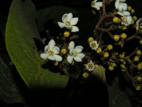 صورة Nectandra reticulata (Ruiz & Pav.) Mez