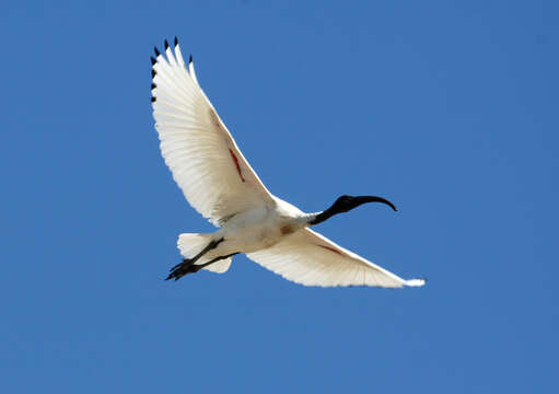 Threskiornis molucca (Cuvier 1829) resmi