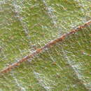 Image of Luehea ochrophylla Mart.