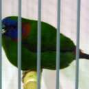 Image of Mindanao Parrotfinch