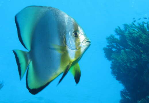 Image of Orbicular batfish