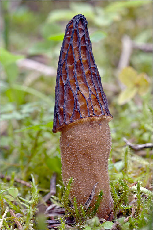 Imagem de Morchella elata Fr. 1822