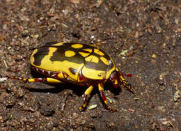 Image of brown-and-yellow flower beetle