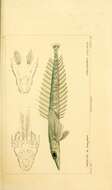 صورة Hoplichthys langsdorfii Cuvier 1829