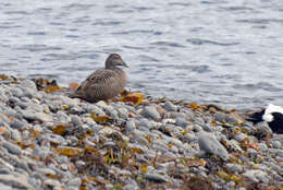 Image of Eider