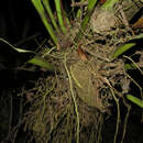 Image of Anthurium hacumense Engl.