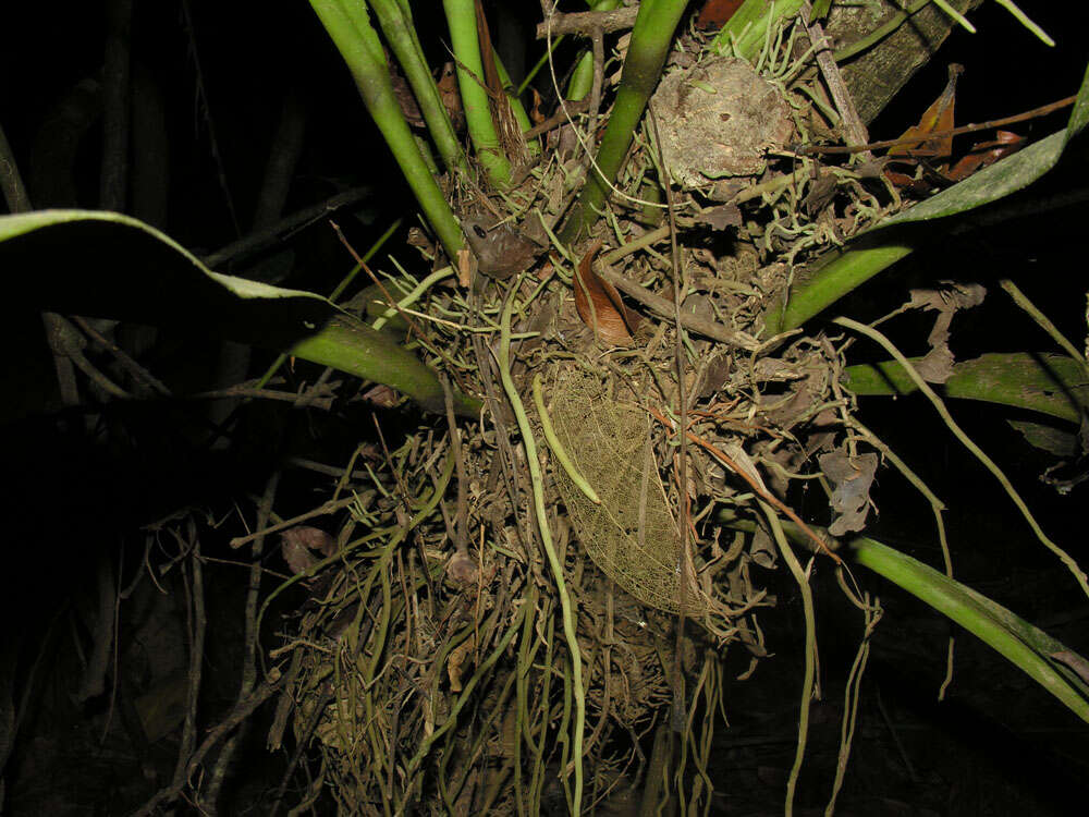 Image of Anthurium hacumense Engl.
