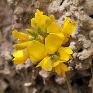 Image of sand pea