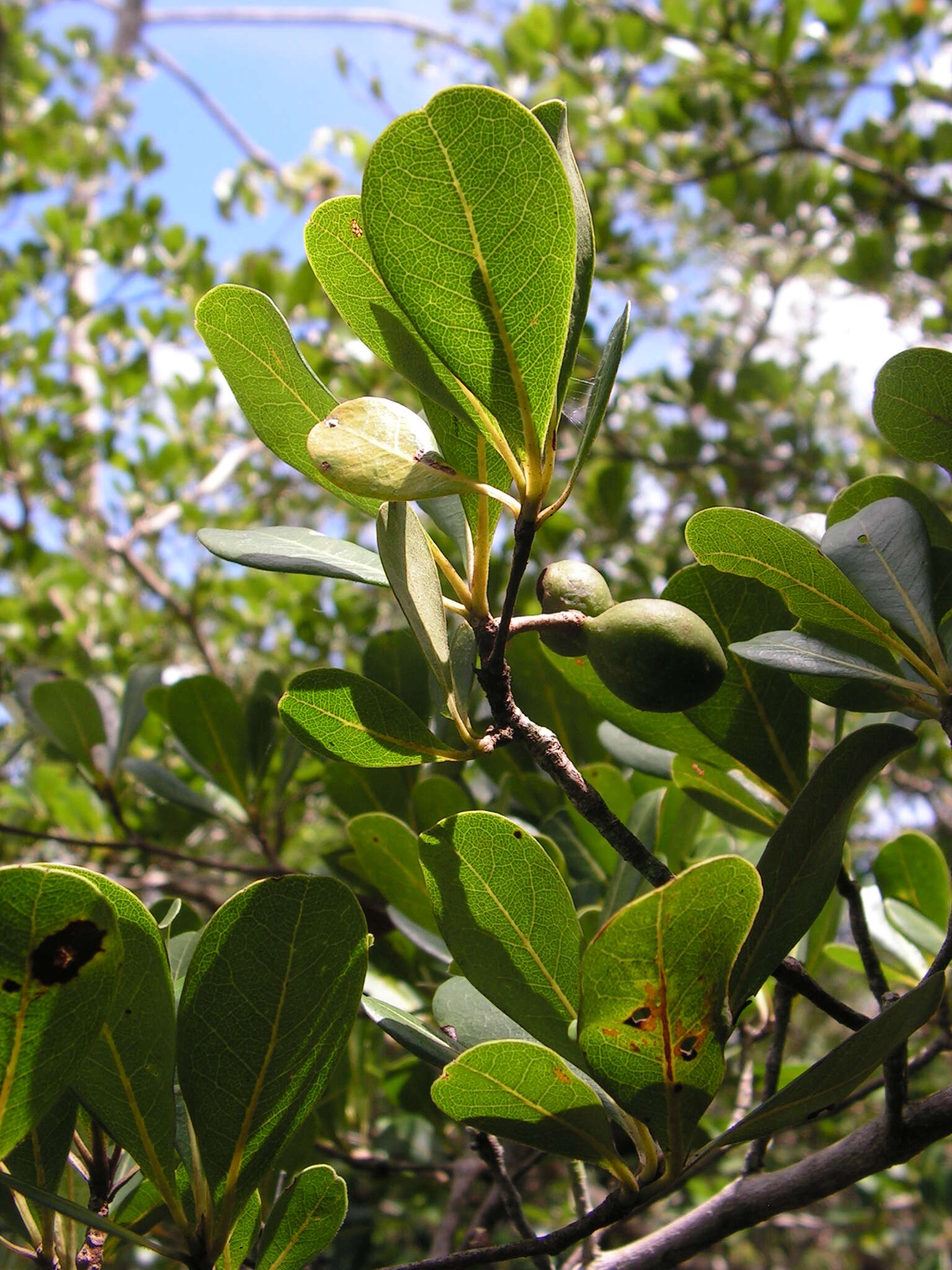 Image of Yellow-Sanders