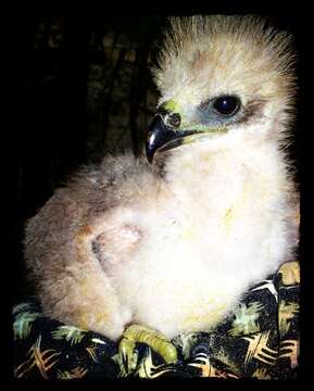 Image of Brahminy Kite