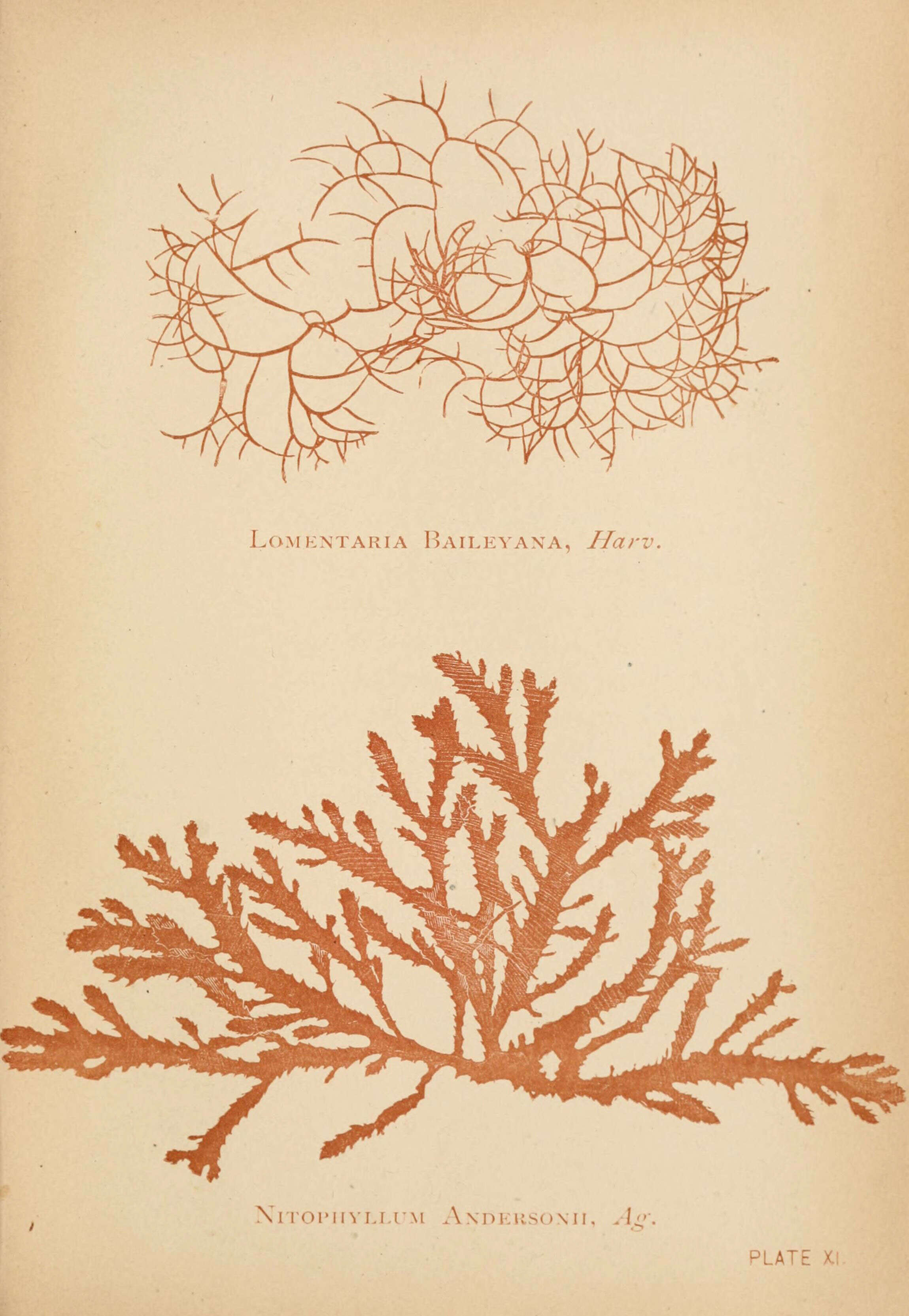 Image of Lomentariaceae