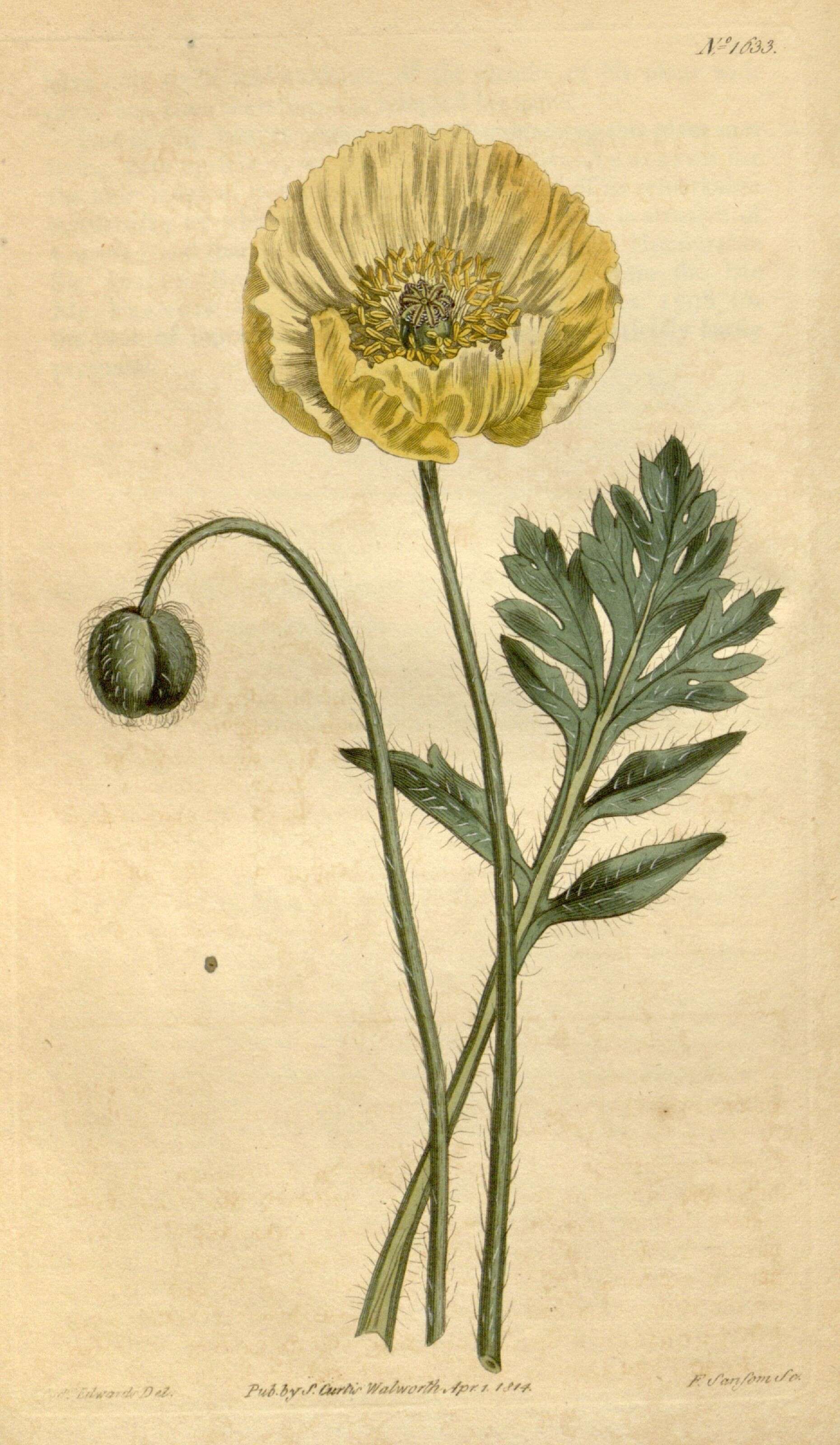 Image of poppy