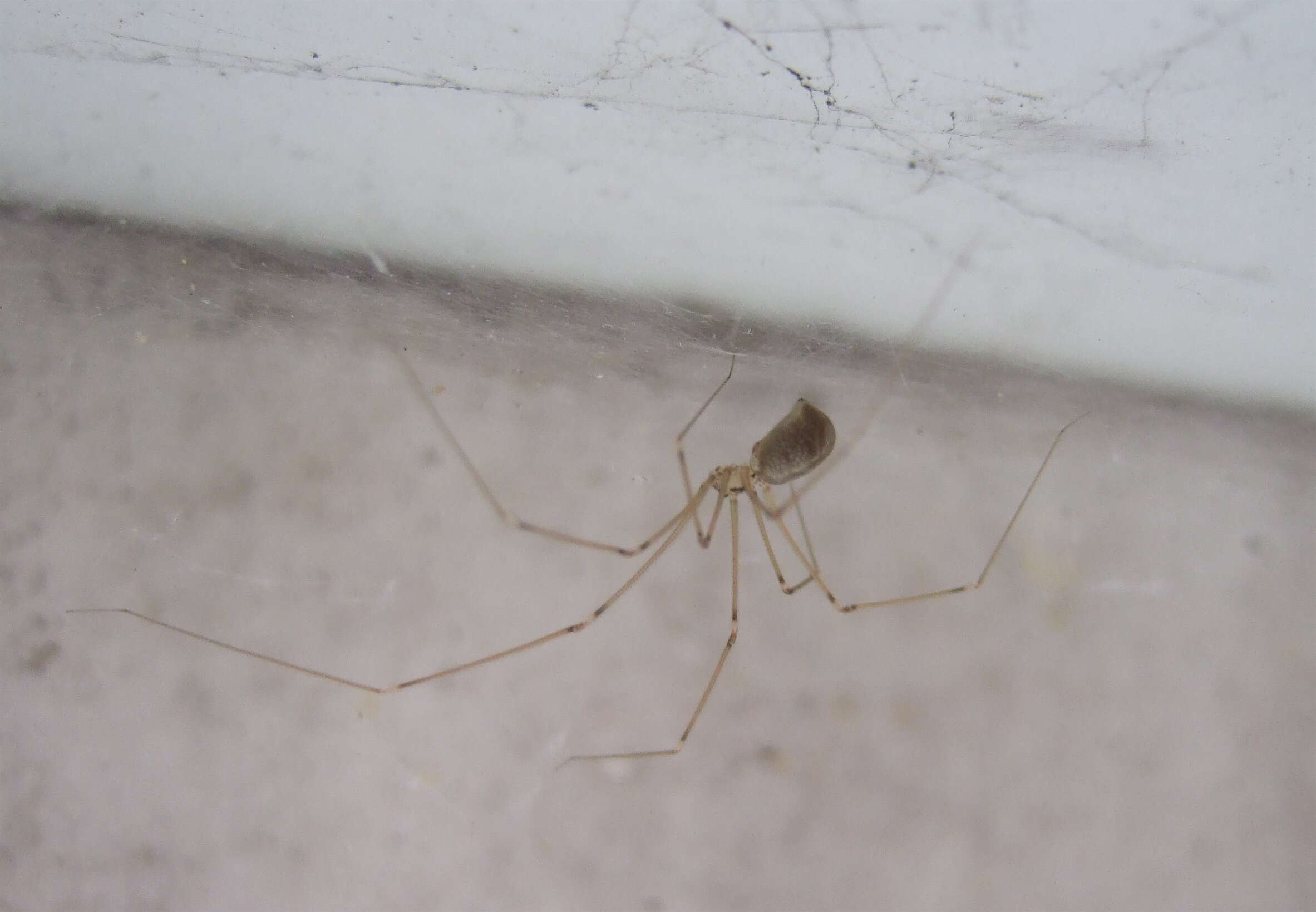 Daddy long legs / Cellar spider
