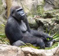 Image of Lowland Gorilla