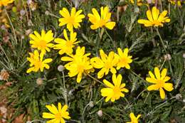 Image of euryops