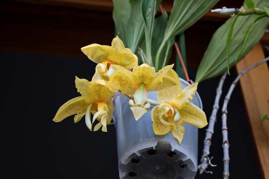 Image of Stanhopea orchid