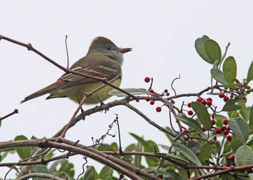 Image of Great Crested Flycatcher