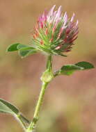 Image of rose clover