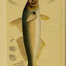 Image of Sand whiting