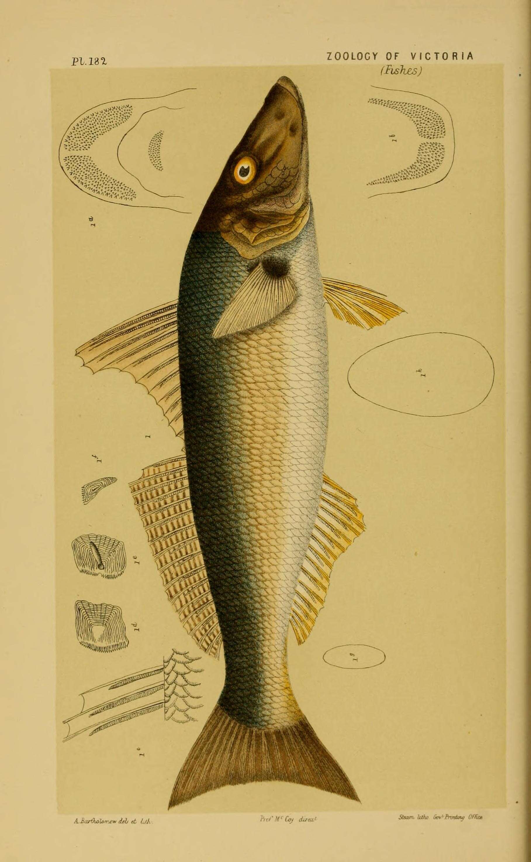 Sivun Sillago ciliata Cuvier 1829 kuva