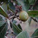 Image of Pouteria ramiflora (Mart.) Radlk.