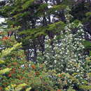 Image of Chilean firebush