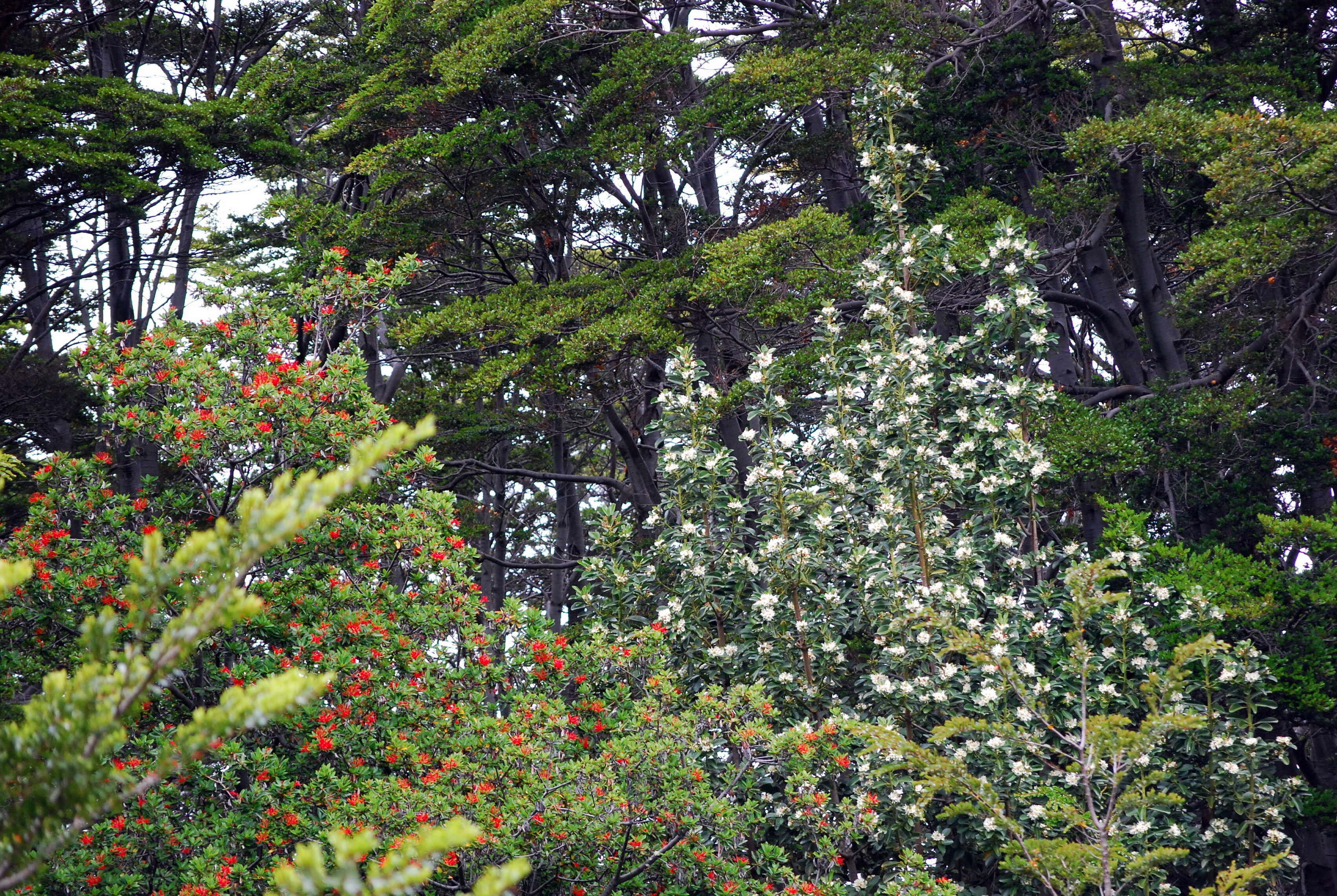 Image of Chilean firebush