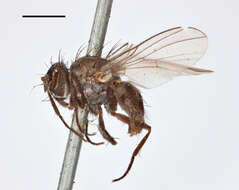 Image of Tiger Flies