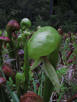 Image of California pitcherplant