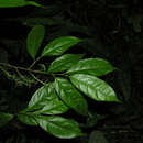 Sivun Trophis mexicana (Liebm.) Bur. kuva