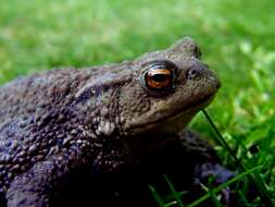 Image of Nile Valley Toad