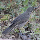 Image of White-gaped Honeyeater