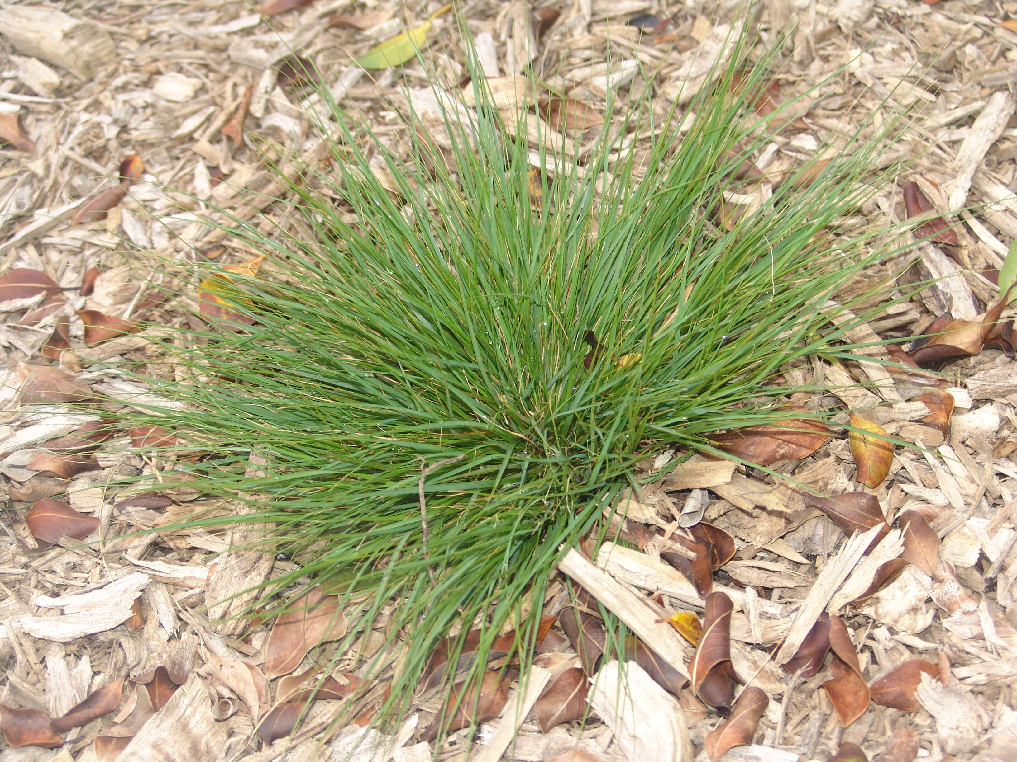 Image of Grass