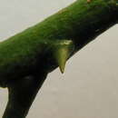 Image of Zanthoxylum tingoassuiba A. St.-Hil.