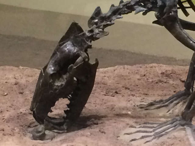 Image of Hyaenodontidae