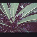 Image de Cyanea longiflora (Wawra) Lammers, Givnish & Sytsma