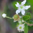 Image of sand blackberry