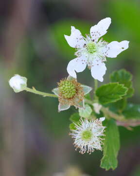 Image of sand blackberry