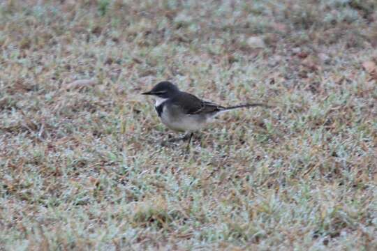 Image of Cape Wagtail