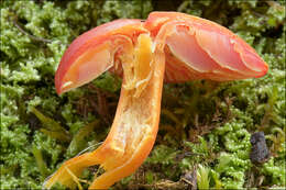 Image of waxcaps (fungi)