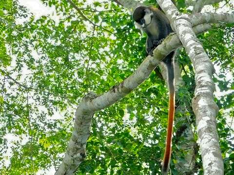 Image of Black-cheeked White-nosed Monkey